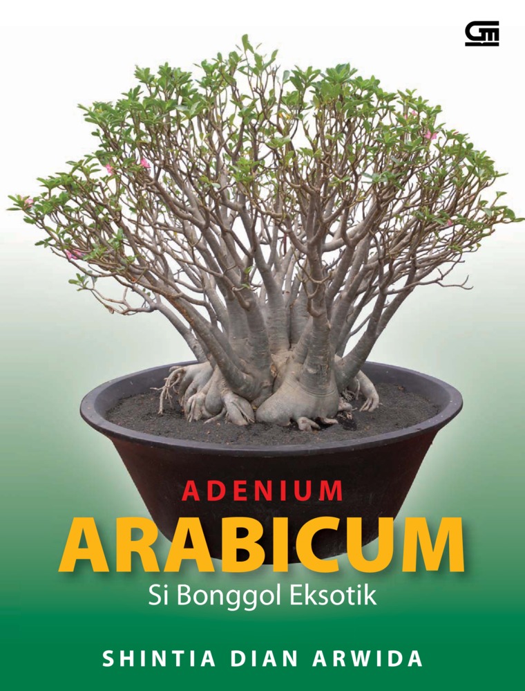 Adenium arabicum :  si bonggol eksotik