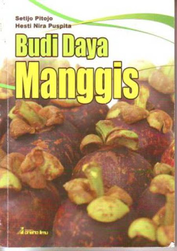 Budi Daya Manggis