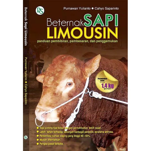 Beternak Sapi Limousin