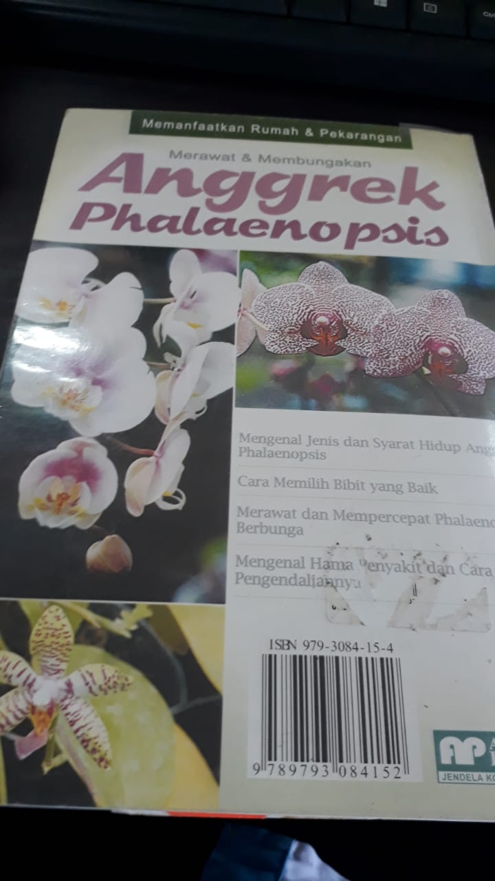 Anggrek Phalaenopis