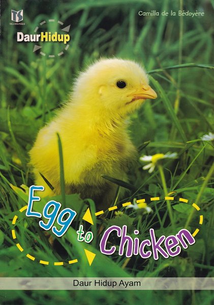 Egg To Chicken Daur Hidup Ayam