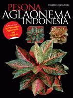 Pesona aglaonema Indonesia