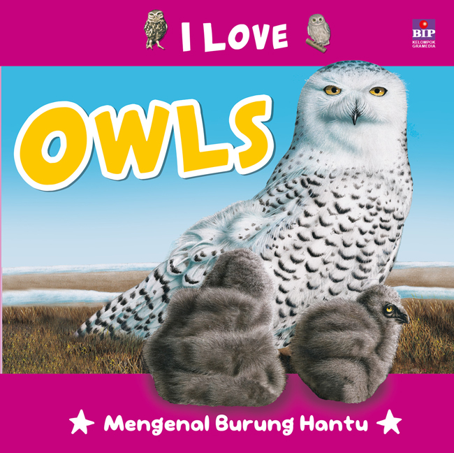 I love owls :  mengenal burung hantu