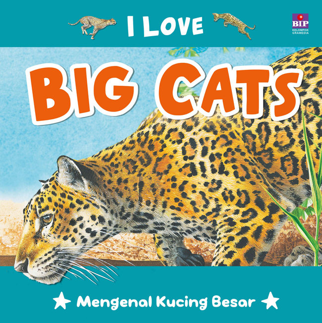 I love big cats :  mengenal kucing besar