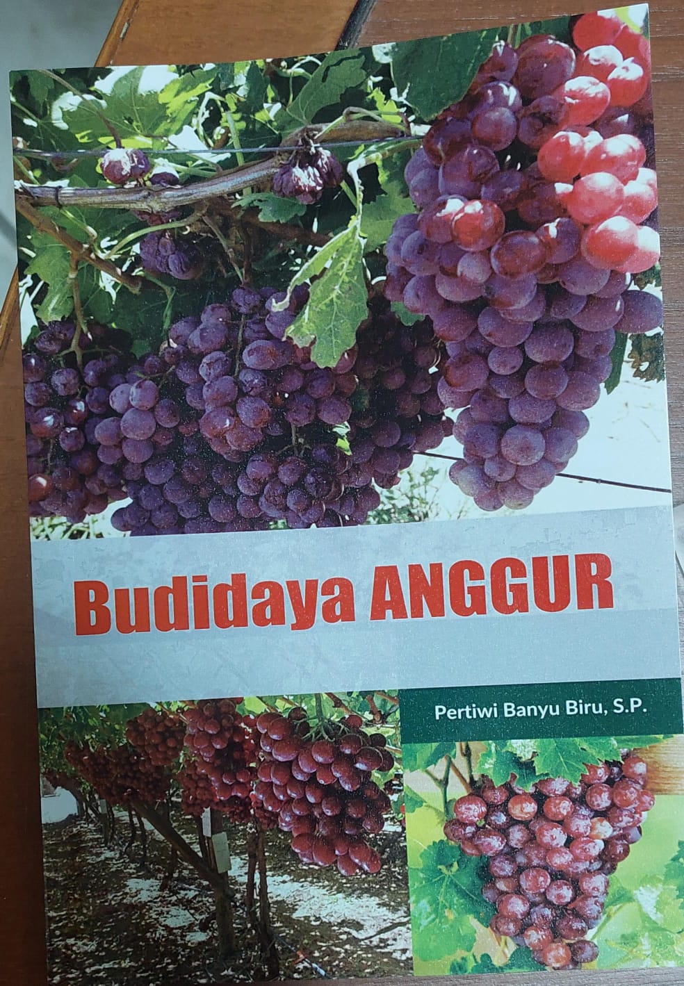 Budidaya anggur