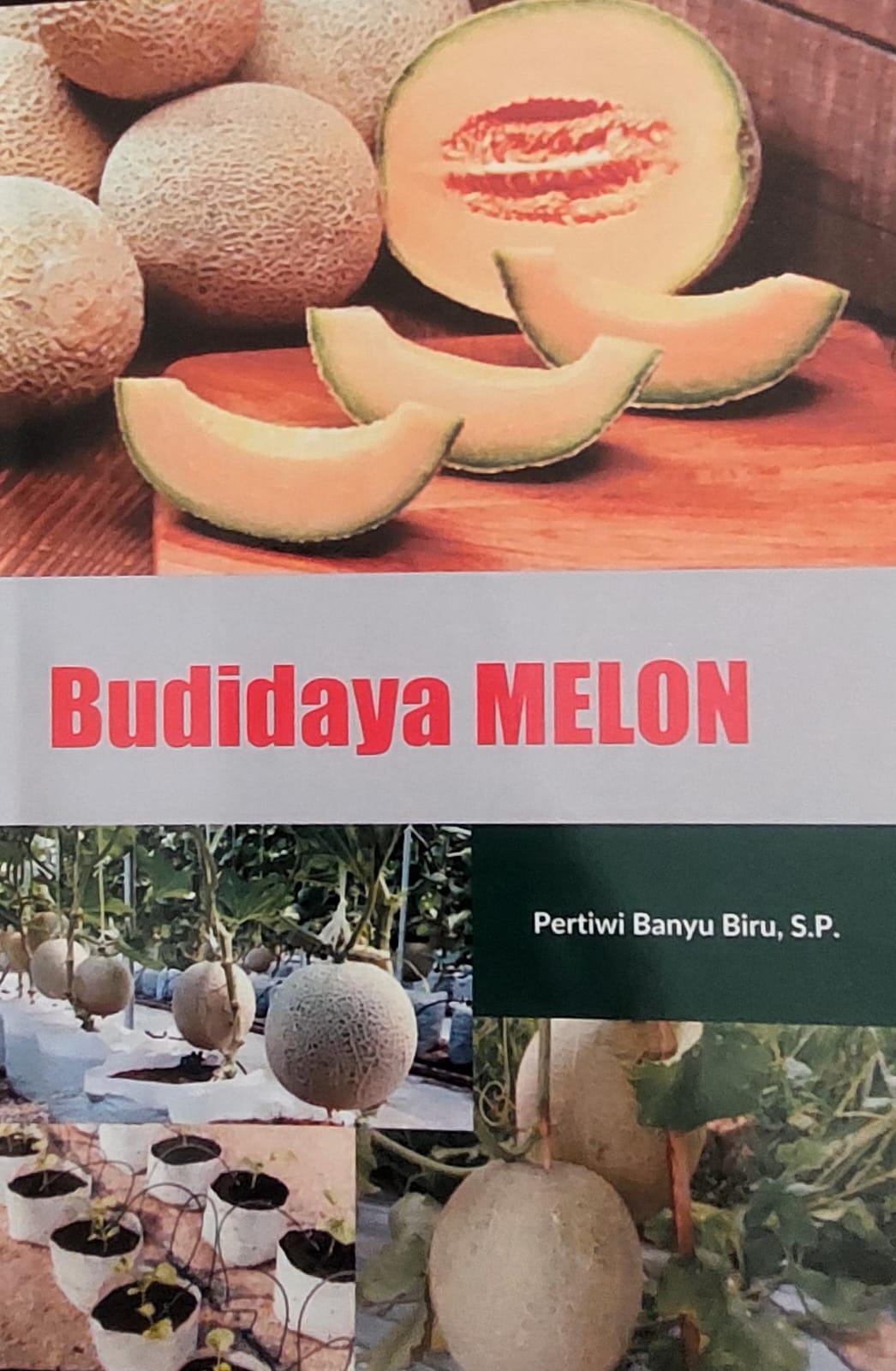 Budidaya melon