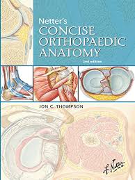 Netter's concise orthopaedic anatomy
