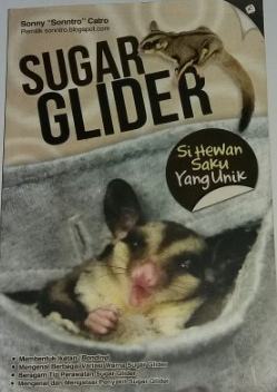 Sugar glider si hewan saku yang unik
