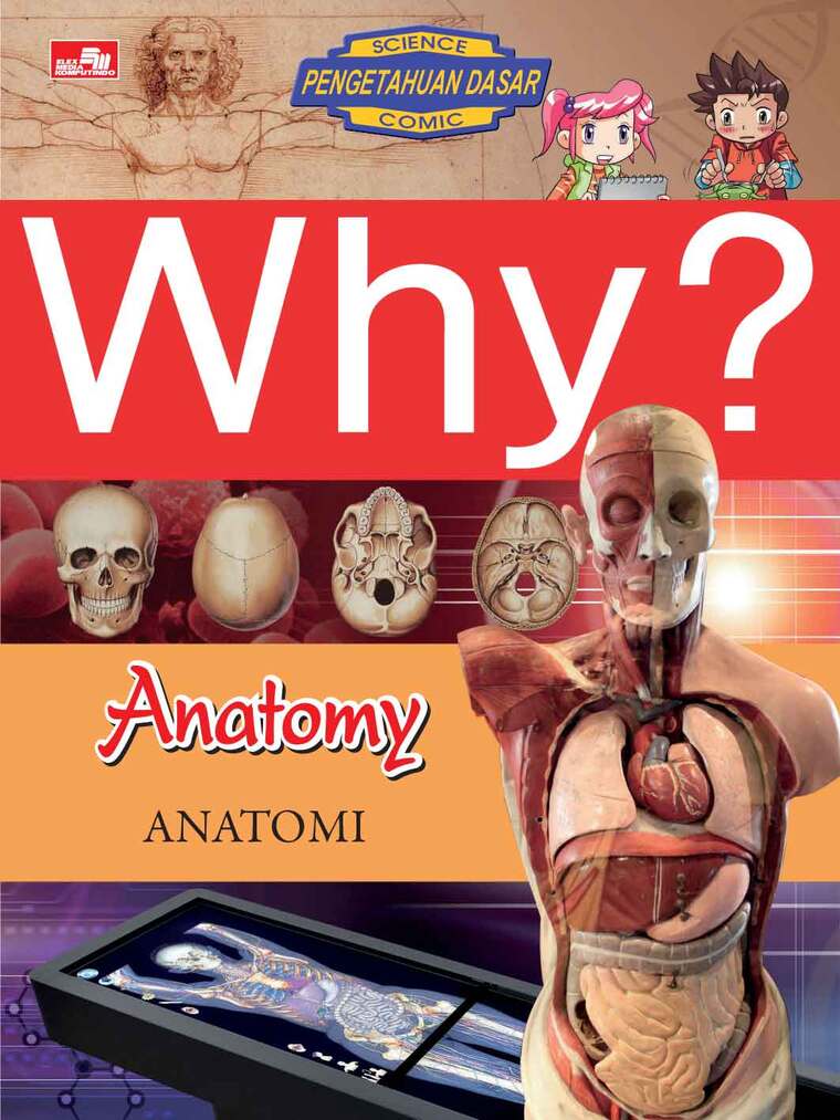 Why? Anatomy :  Anatomi
