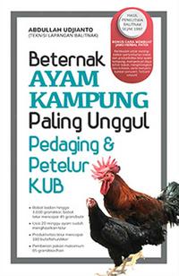 Beternak Ayam Kampung Paling Unggul Pedaging dan Petelur KUB